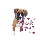 ボクサー犬.Emma（個別スタンプ：6）