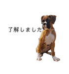ボクサー犬.Emma（個別スタンプ：7）