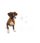 ボクサー犬.Emma（個別スタンプ：8）