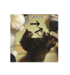 うちのどうぶつ（個別スタンプ：14）