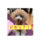 トイプードル アイドルまりあちゃん（個別スタンプ：4）