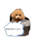 トイプードル アイドルまりあちゃん（個別スタンプ：5）