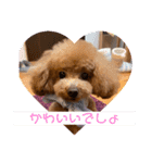 トイプードル アイドルまりあちゃん（個別スタンプ：6）
