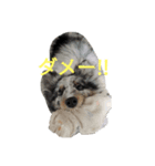 Lily(リリー)スタンプ（個別スタンプ：8）