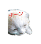 ちびレモン（個別スタンプ：1）