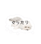 Abbey stamp（個別スタンプ：5）
