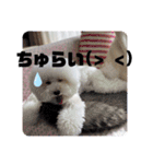 Abbey stamp（個別スタンプ：10）