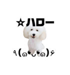 Abbey stamp（個別スタンプ：14）