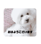 Abbey stamp（個別スタンプ：15）