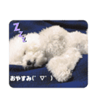Abbey stamp（個別スタンプ：17）