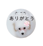 Abbey stamp（個別スタンプ：19）