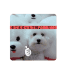 Abbey stamp（個別スタンプ：22）