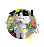 Abbey stamp（個別スタンプ：24）
