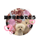 Abbey stamp（個別スタンプ：31）