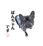 看板犬ぽんず（個別スタンプ：1）