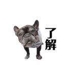 看板犬ぽんず（個別スタンプ：2）