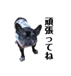看板犬ぽんず（個別スタンプ：8）