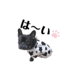 看板犬ぽんず（個別スタンプ：11）