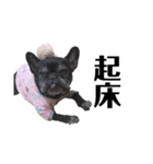 看板犬ぽんず（個別スタンプ：25）