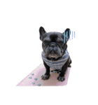 看板犬ぽんず（個別スタンプ：35）