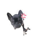 看板犬ぽんず（個別スタンプ：36）