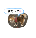 おうち用スタンプ チワワん2（個別スタンプ：2）