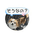 おうち用スタンプ チワワん2（個別スタンプ：6）