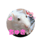 ゆずスタンプショップ（個別スタンプ：1）