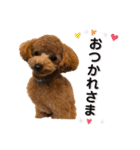 トイプードル むく助⑤（個別スタンプ：1）