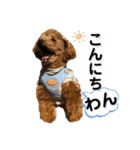 トイプードル むく助⑤（個別スタンプ：2）