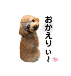 トイプードル むく助⑤（個別スタンプ：6）