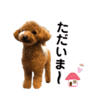 トイプードル むく助⑤（個別スタンプ：8）