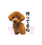 トイプードル むく助⑤（個別スタンプ：9）