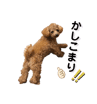 トイプードル むく助⑤（個別スタンプ：12）