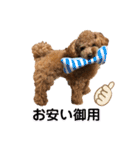 トイプードル むく助⑤（個別スタンプ：13）