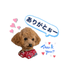 トイプードル むく助⑤（個別スタンプ：14）