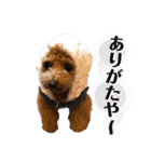 トイプードル むく助⑤（個別スタンプ：17）