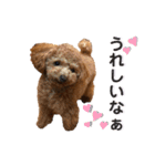 トイプードル むく助⑤（個別スタンプ：19）