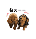 トイプードル むく助⑤（個別スタンプ：22）