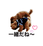 トイプードル むく助⑤（個別スタンプ：23）