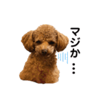 トイプードル むく助⑤（個別スタンプ：25）