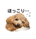 トイプードル むく助⑤（個別スタンプ：39）