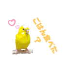 インコのMAXくん4（個別スタンプ：1）