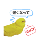 インコのMAXくん4（個別スタンプ：2）