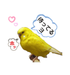 インコのMAXくん4（個別スタンプ：3）