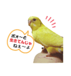 インコのMAXくん4（個別スタンプ：4）