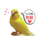 インコのMAXくん4（個別スタンプ：5）