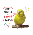 インコのMAXくん4（個別スタンプ：6）