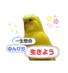 インコのMAXくん4（個別スタンプ：7）