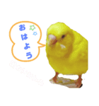 インコのMAXくん4（個別スタンプ：8）